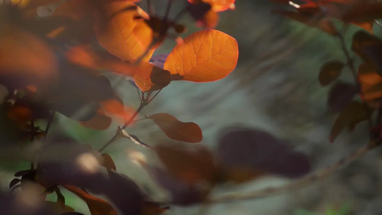 Illuminated orange purple leaves swaying in the wind closeup