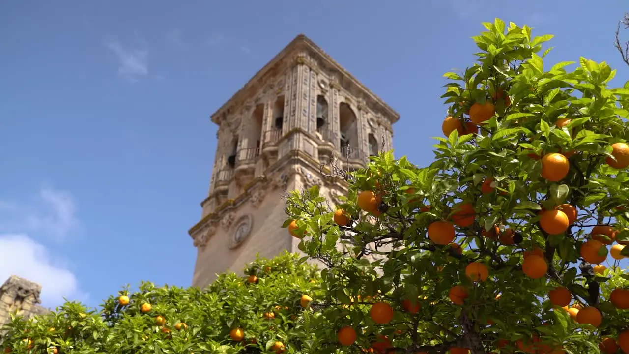 Looking up towards clock tower against blue sky with green tree and oranges