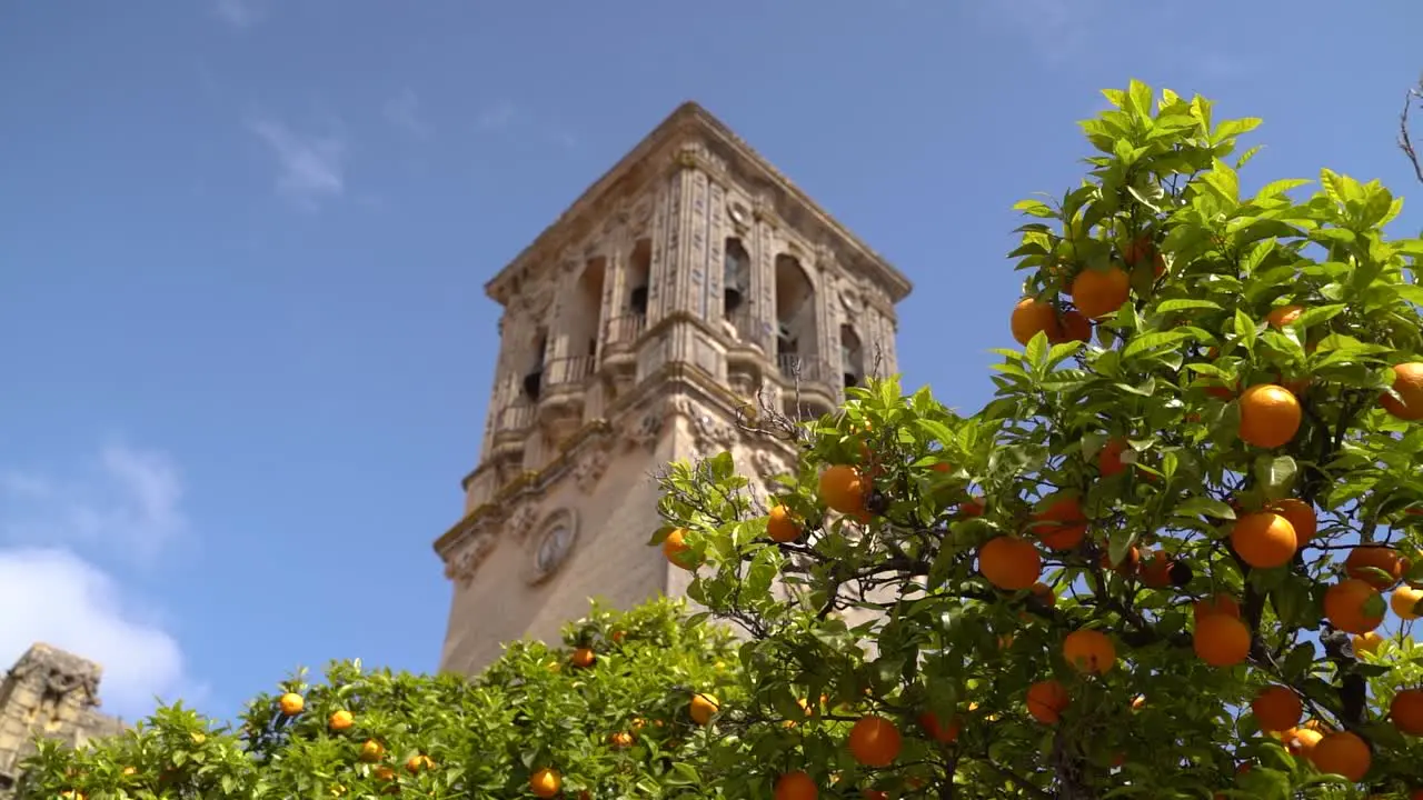 Beautiful clock tower behind orange trees classical European architecture