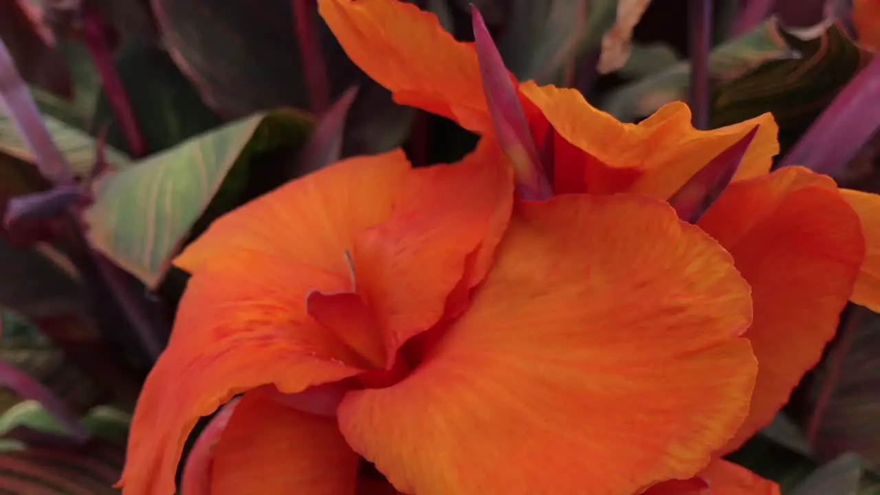 An orange flower gently blowing in the breeze