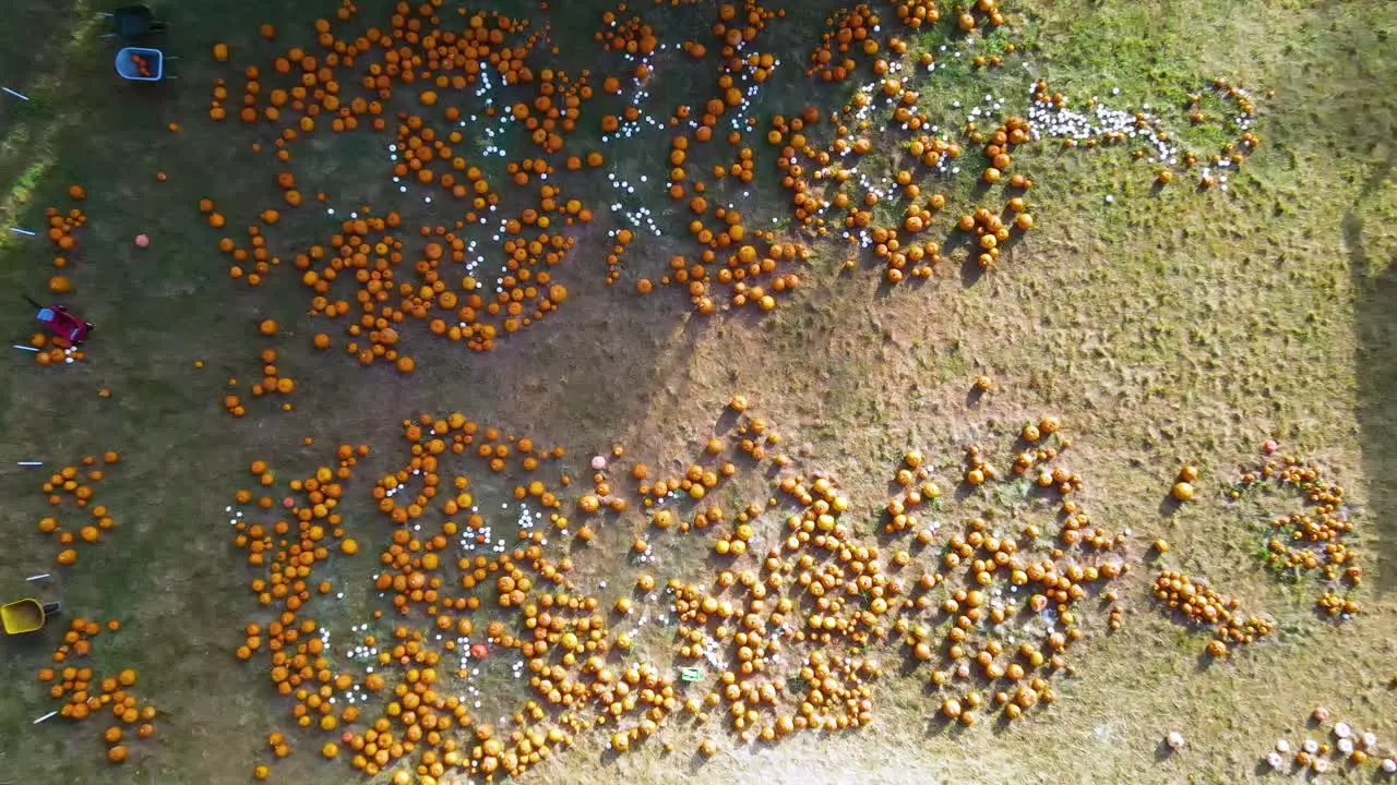 Rising aerial over pumpkin patch lying on ground before Halloween celebrations at the party venue