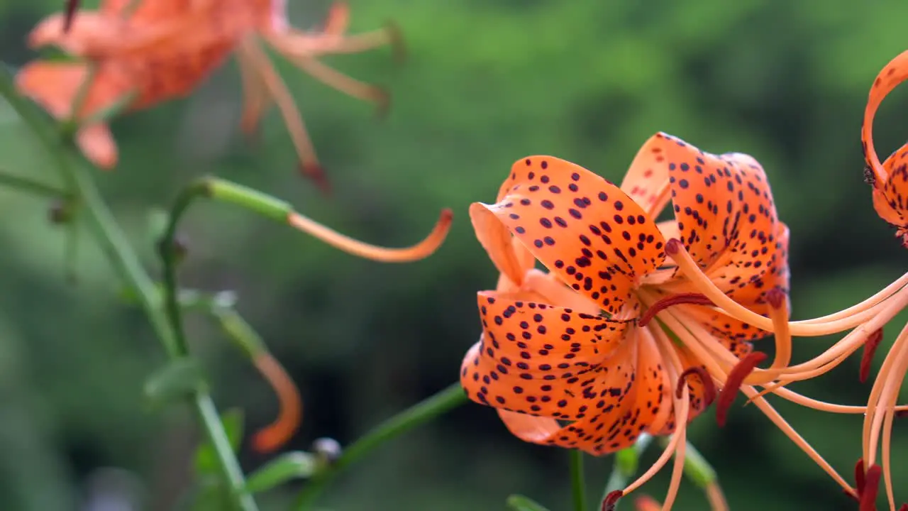 The Shakujii park in Tokyo is characterized by having a great variety of exotic flowers that are in full swing in summer