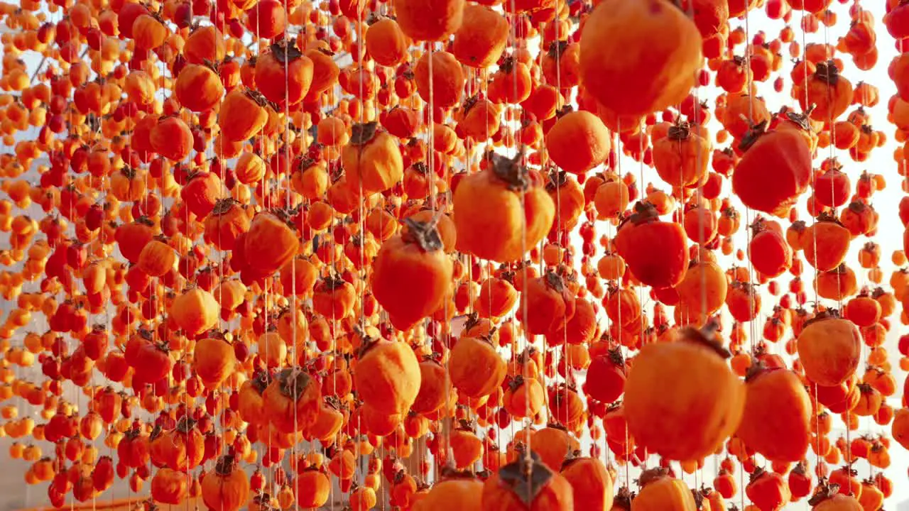 Dried Persimmon fruit production Hanged japanese style persimmons beautiful pattern