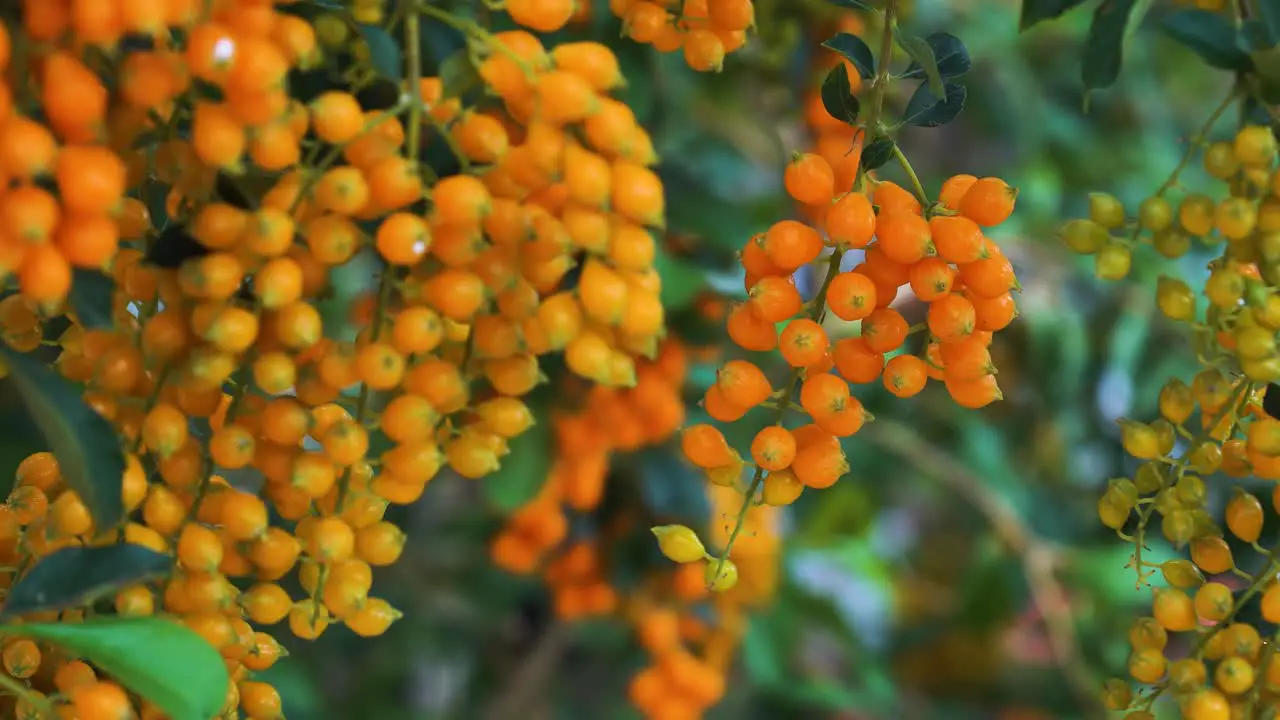 Close up static shot of Duranta erecta fruits