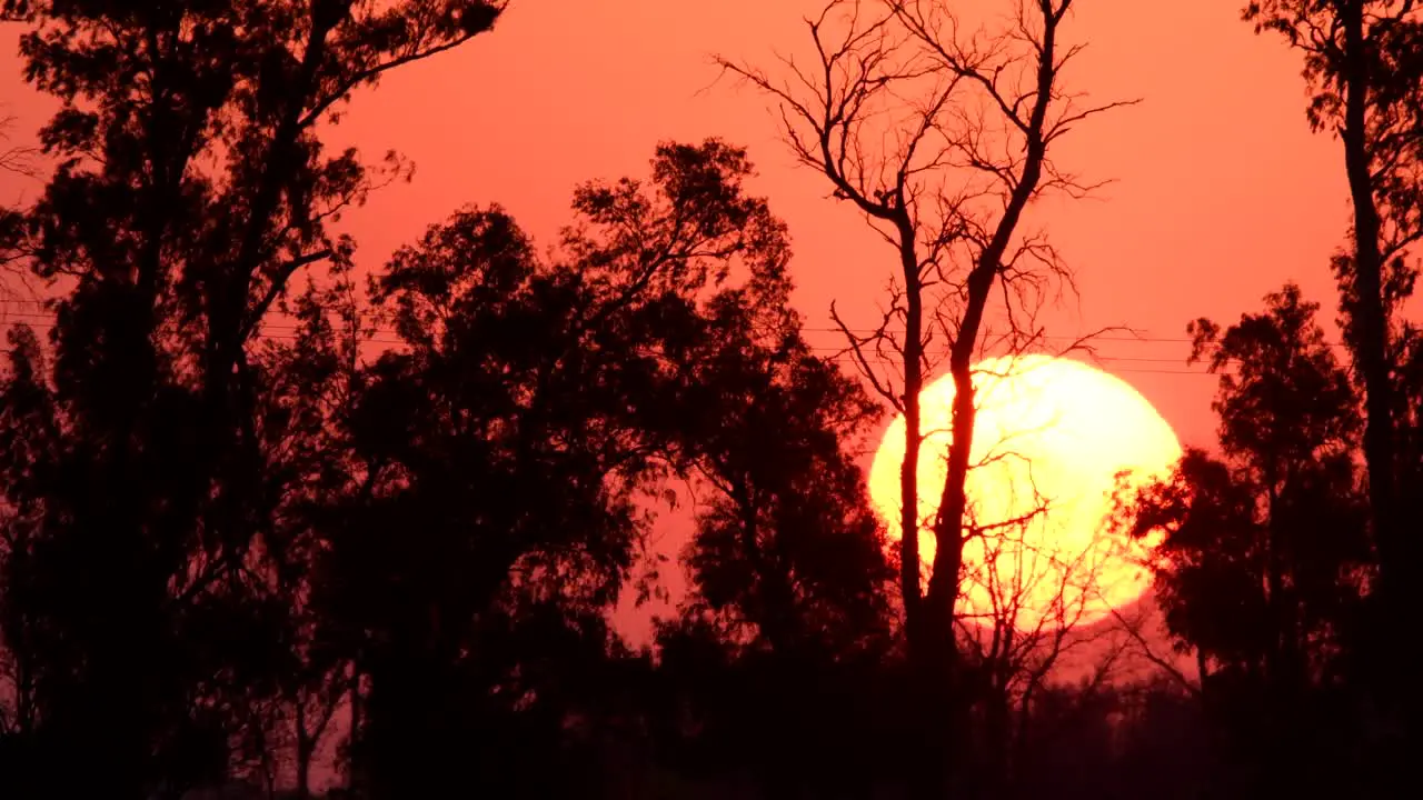 Big orange sun setting behind the trees