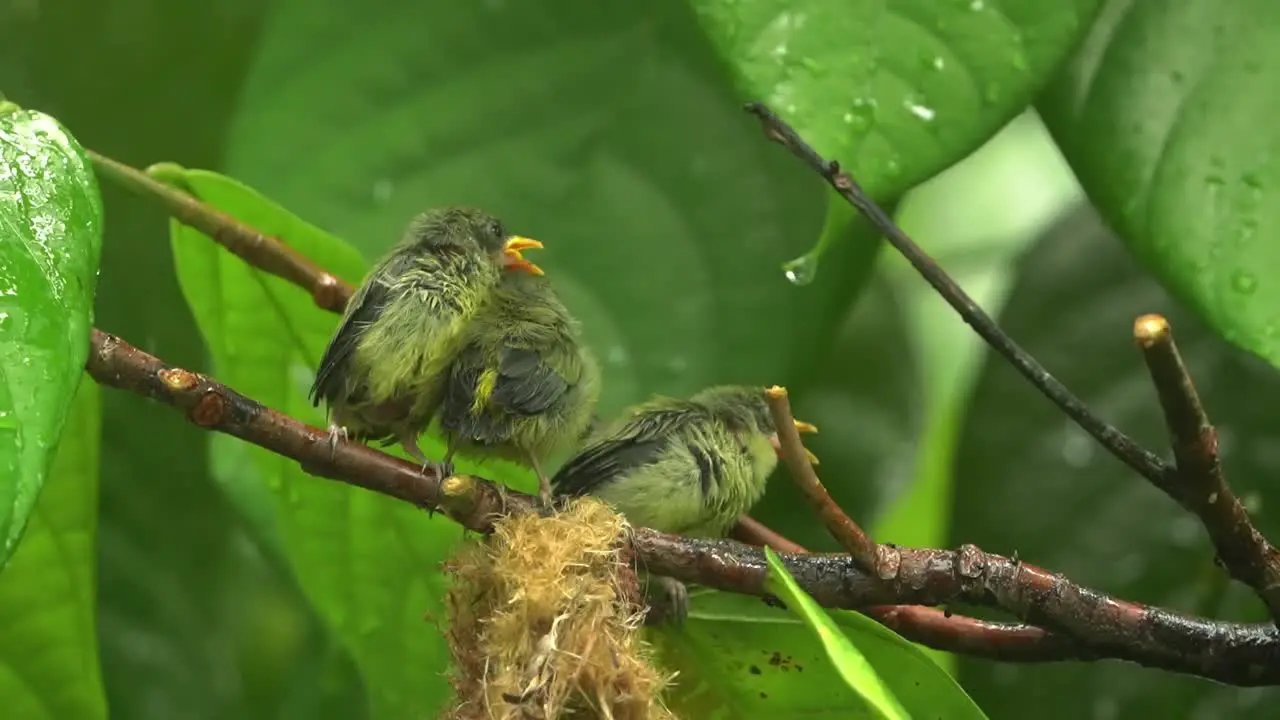 three orange bellied flowerpecker chicks under the rain being fwd by their mother