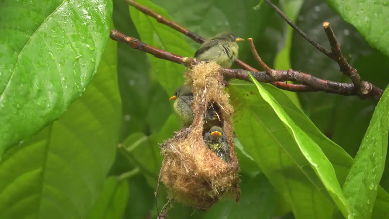 three orange bellied flowerpecker chicks and their nests under the rain