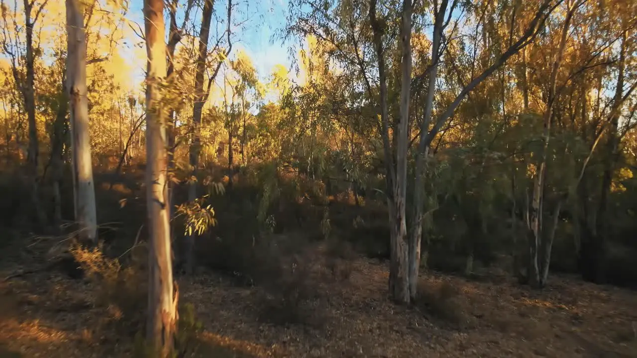 Aerial backards movement between forest trees