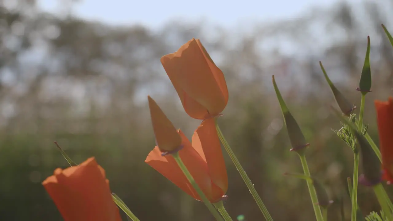 A Bed of Orange California Poppies Macro Shot