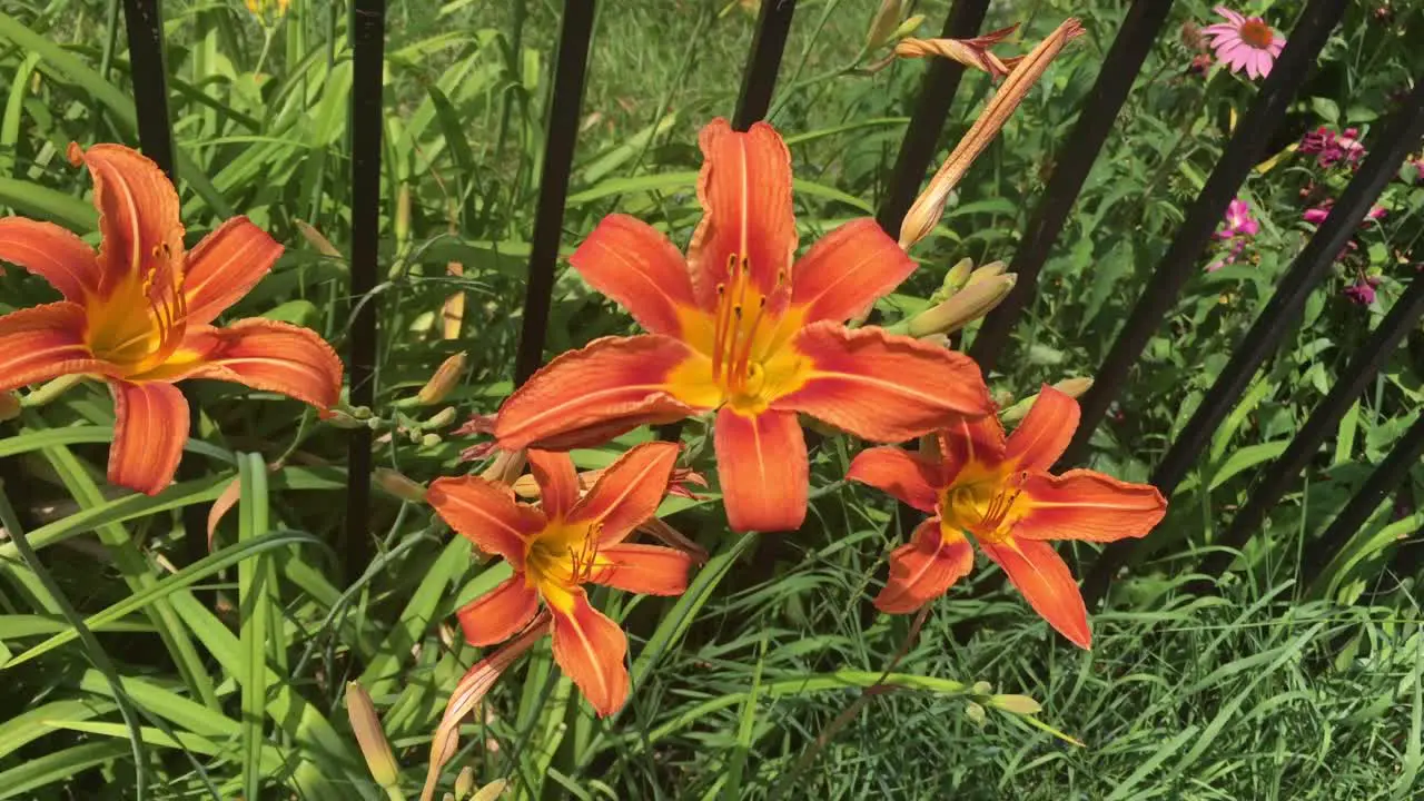 Beautiful orange day lilies blowing gently in the wind