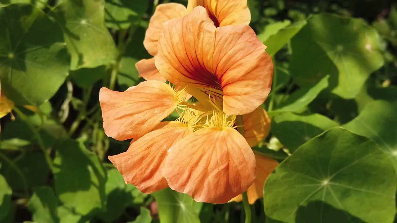 Orange flower in the wind