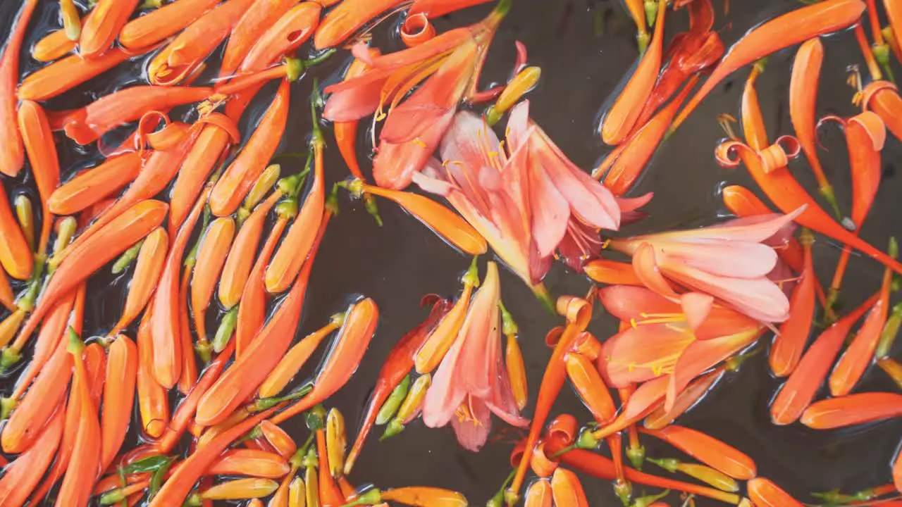 Blooming orange buds of flower swim on water surface top down handheld view