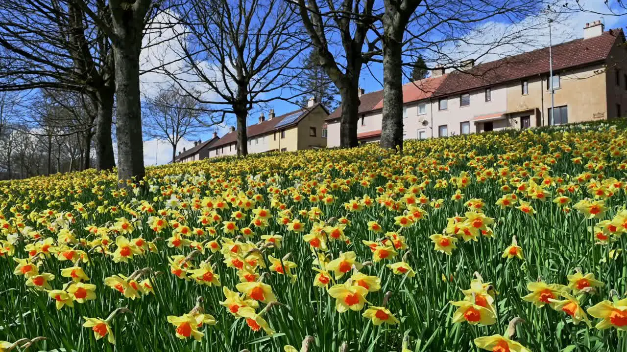 Field of yellow orange daffodils in front of row of houses Scotland