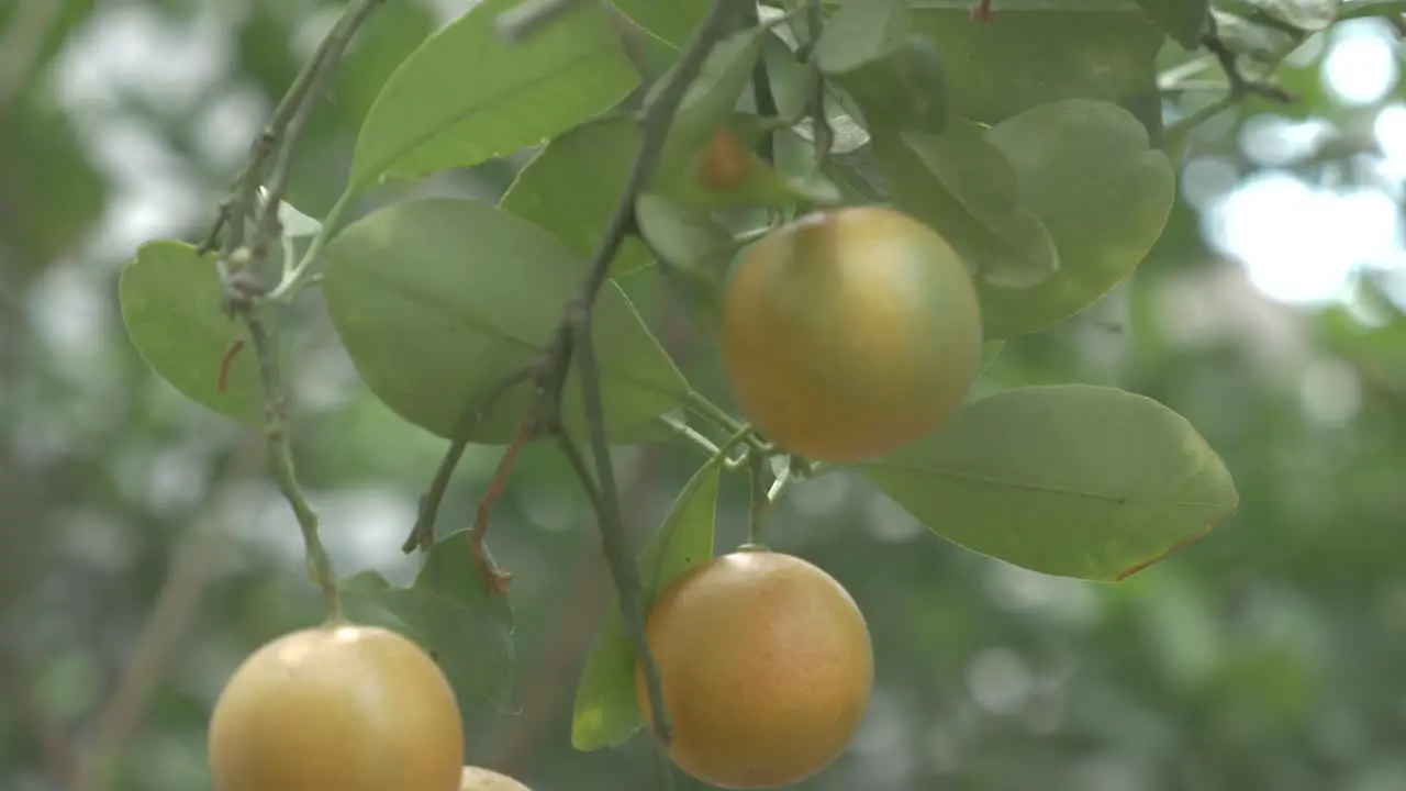 Kumquats Cumquats
Lucky Fruit in Chinese Culture