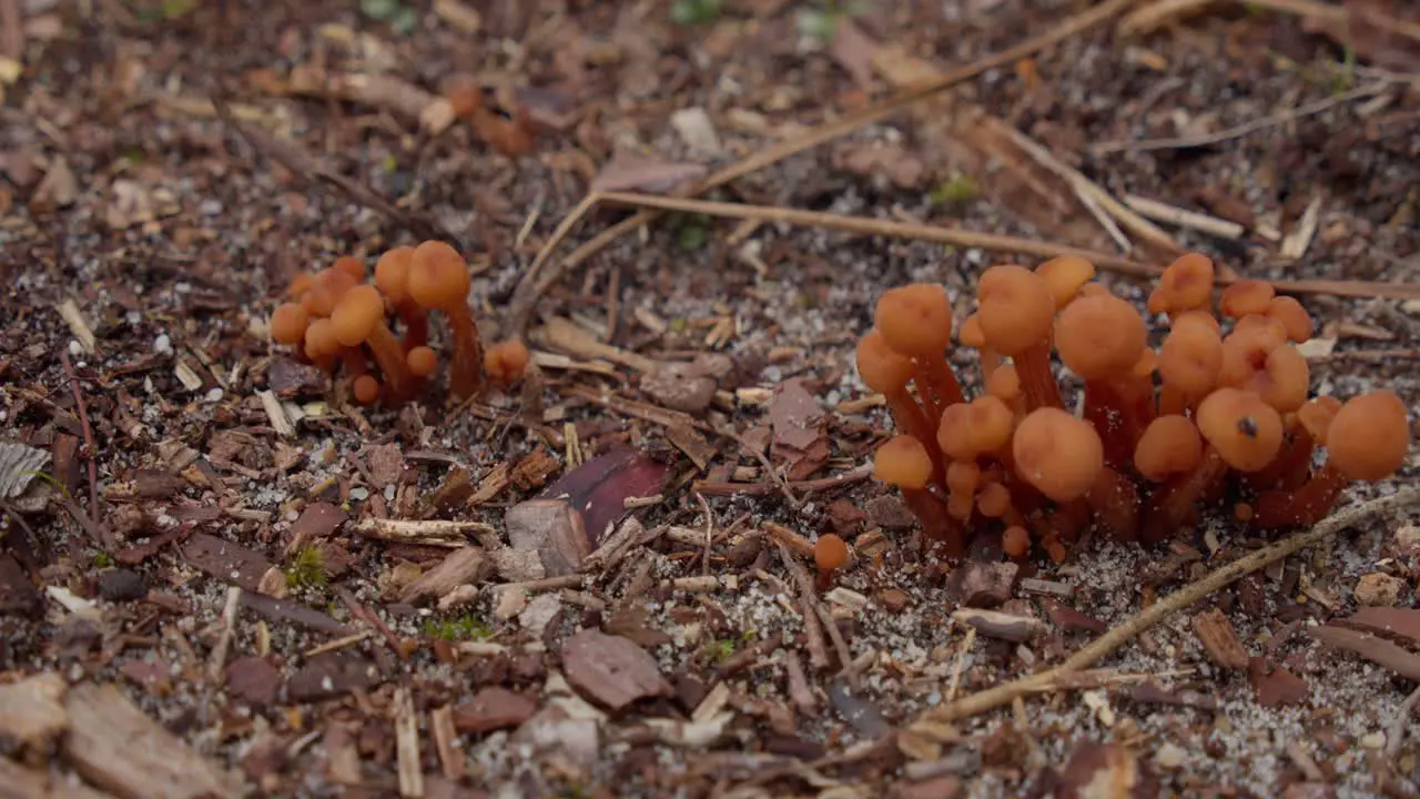 Small Bright Orange Mushrooms Growing On Forest Foreground