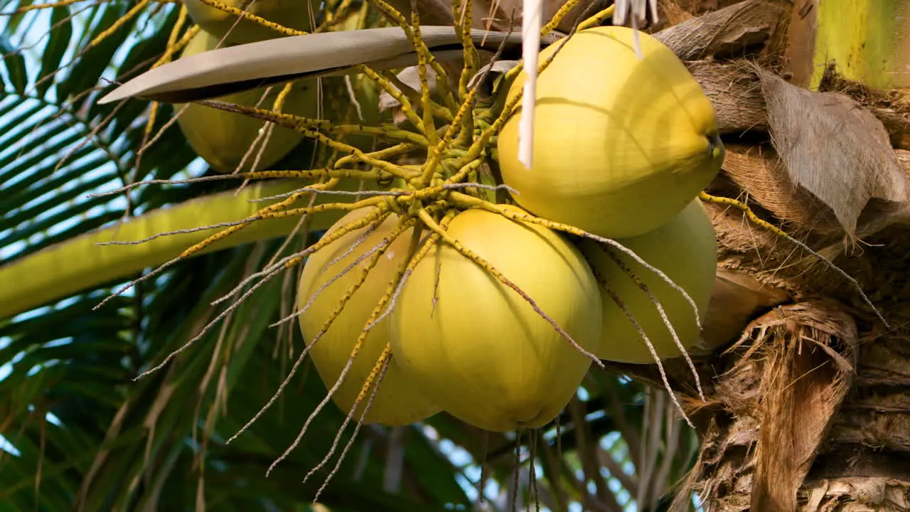 Ripe bright yellow coconuts in a bunch hanging from a tropical palm tree close up