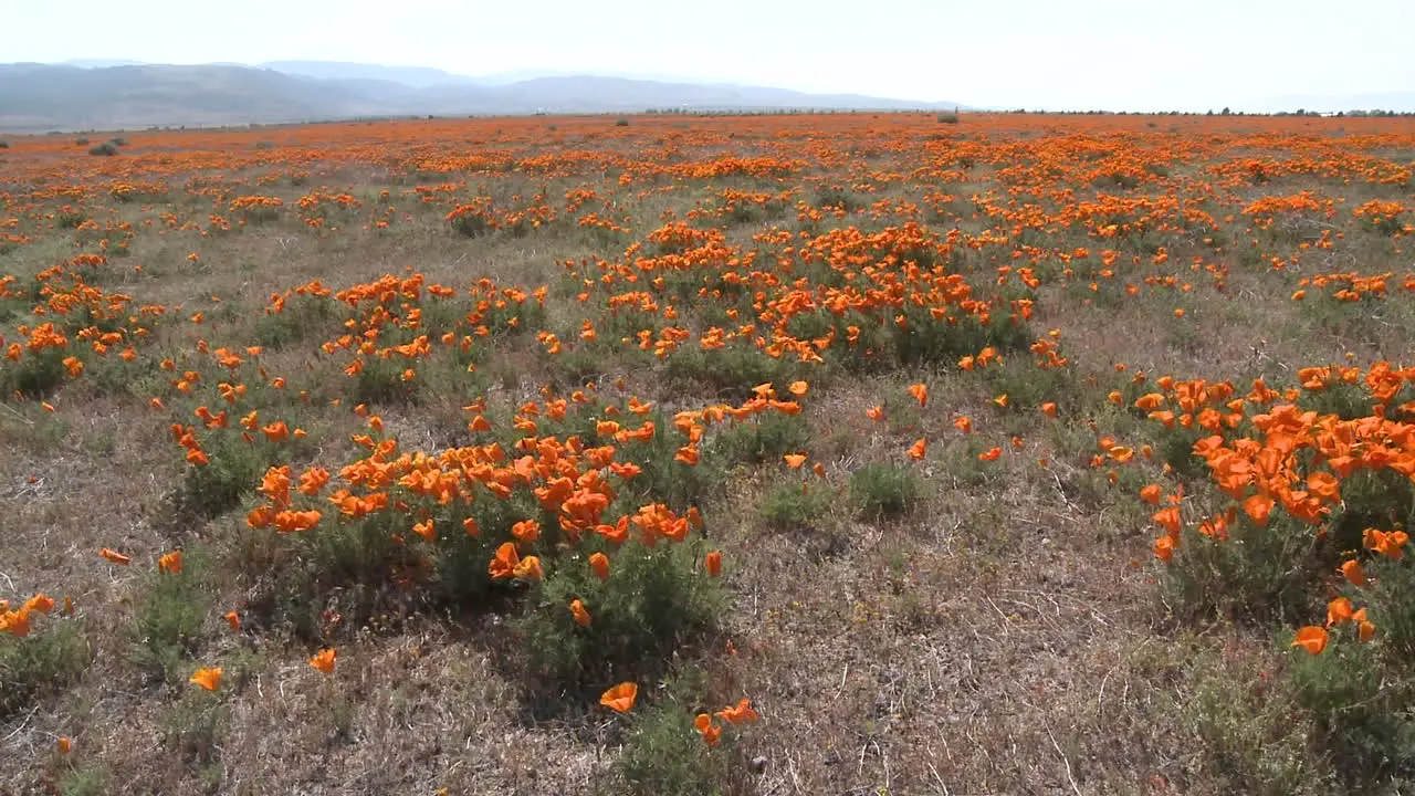 Wide pan of california poppies in bloom blowing in the wind at the Antelope Valley Poppy Preserve California