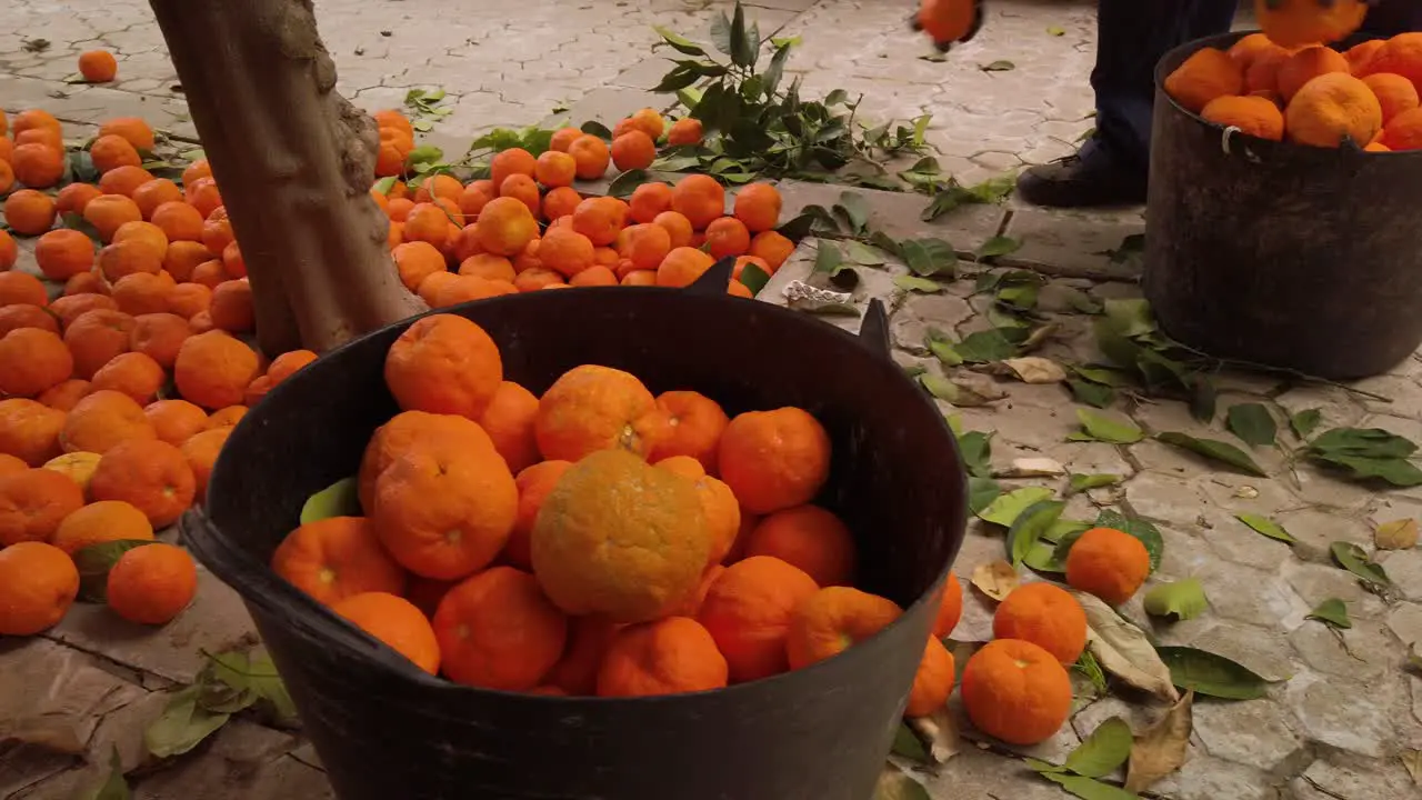 Worker gathers bitter oranges in bucket in Seville Spain Slow Motion