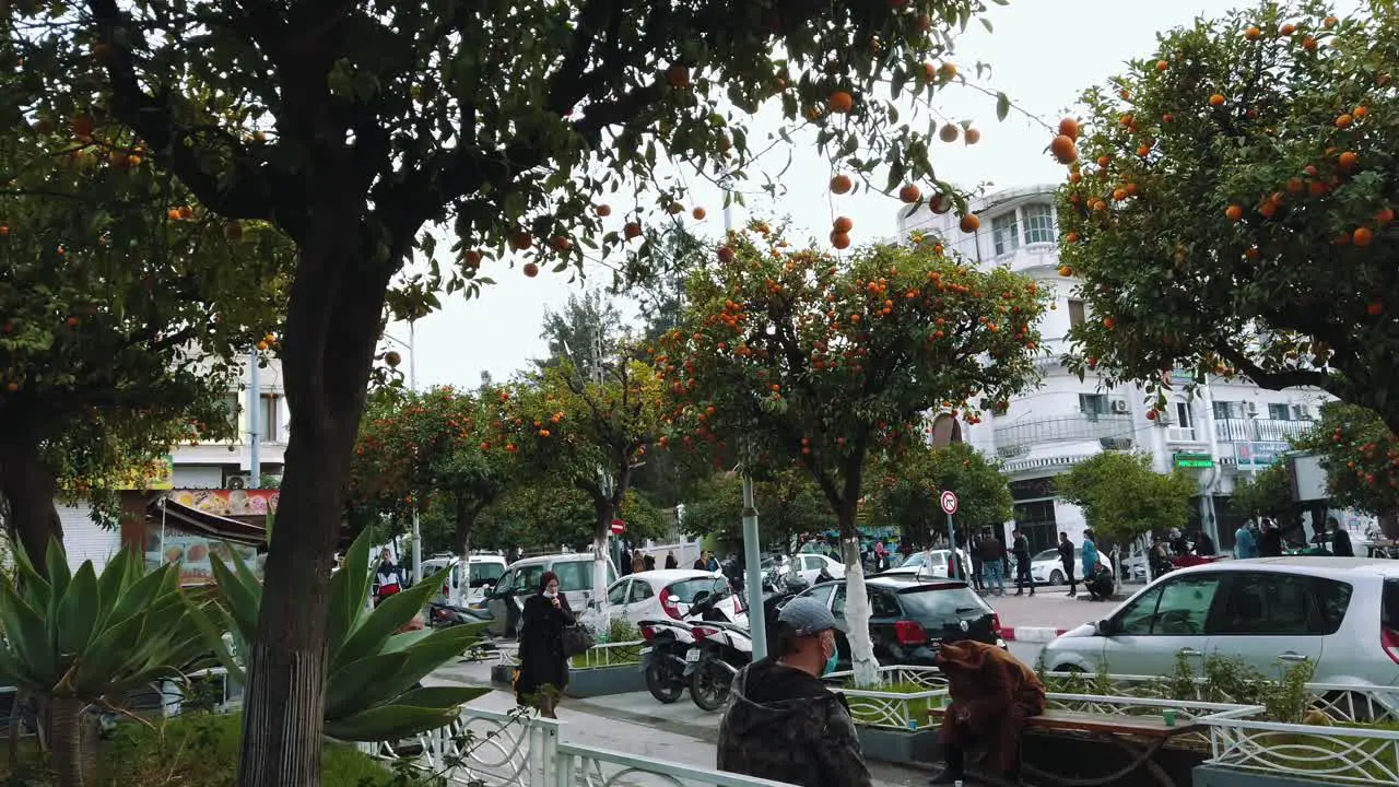 Moving around Bitter orange or citrus aurantium trees with fruit in Blida algeria 