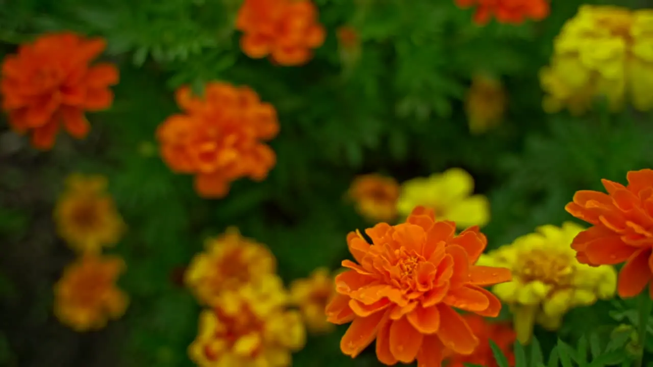 Bright orange yellow and red marigolds among green garden