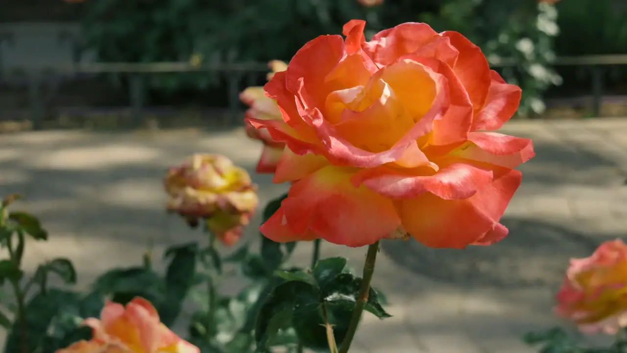 An orange floribunda rose in a public garden