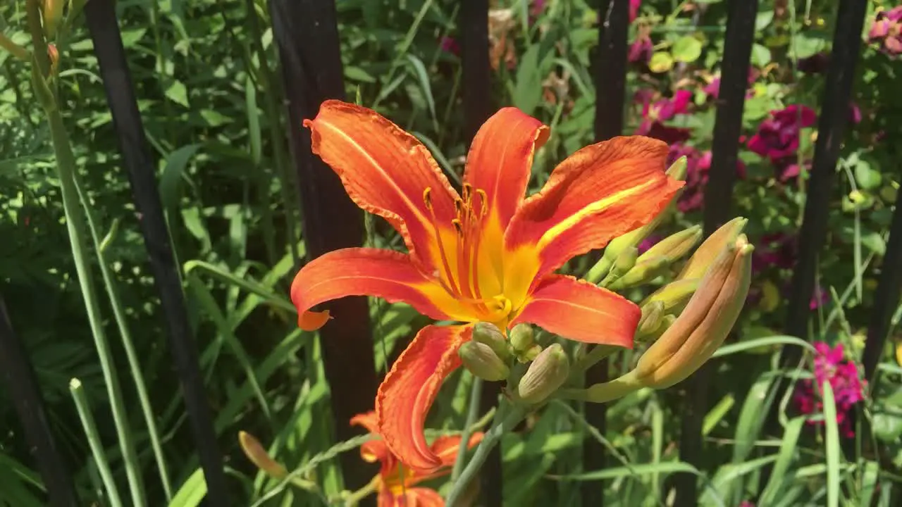 Single orange Day lily in front of fence closeup