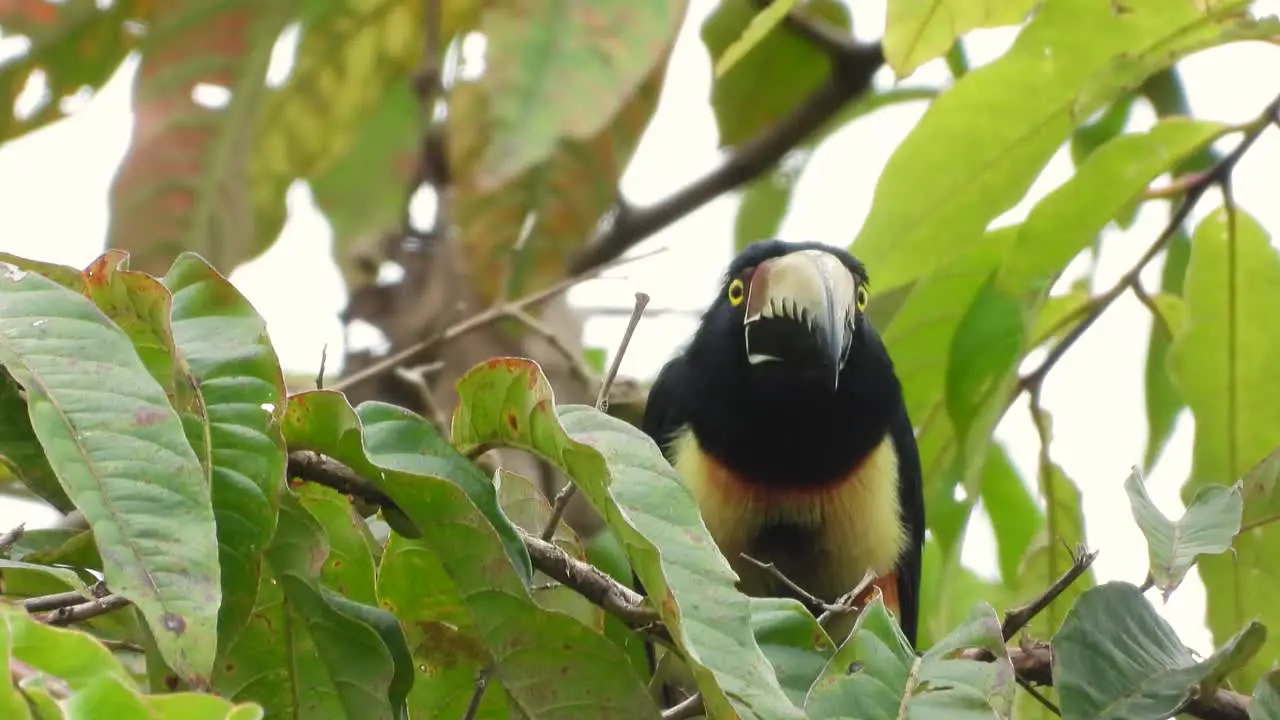 Collared Aracari beautiful orange yellow and black bird sits on branch in forest