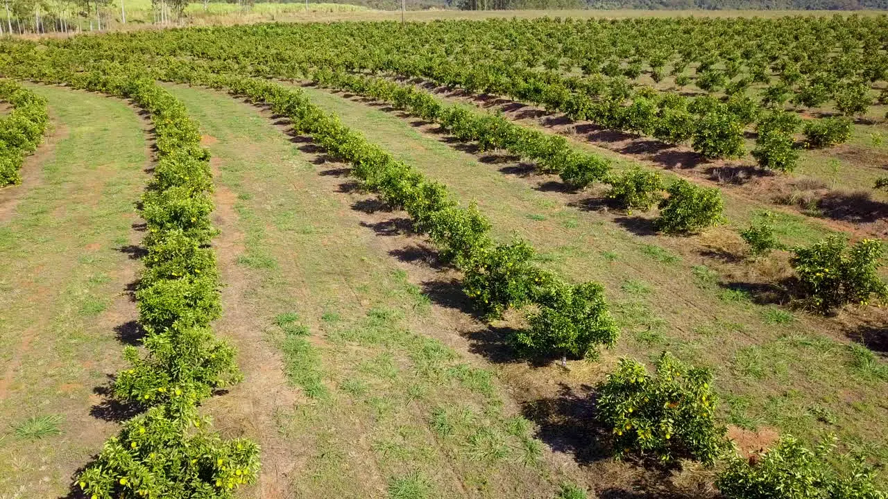 Low aerial view of orange plantation in Brotas Sao Paulo