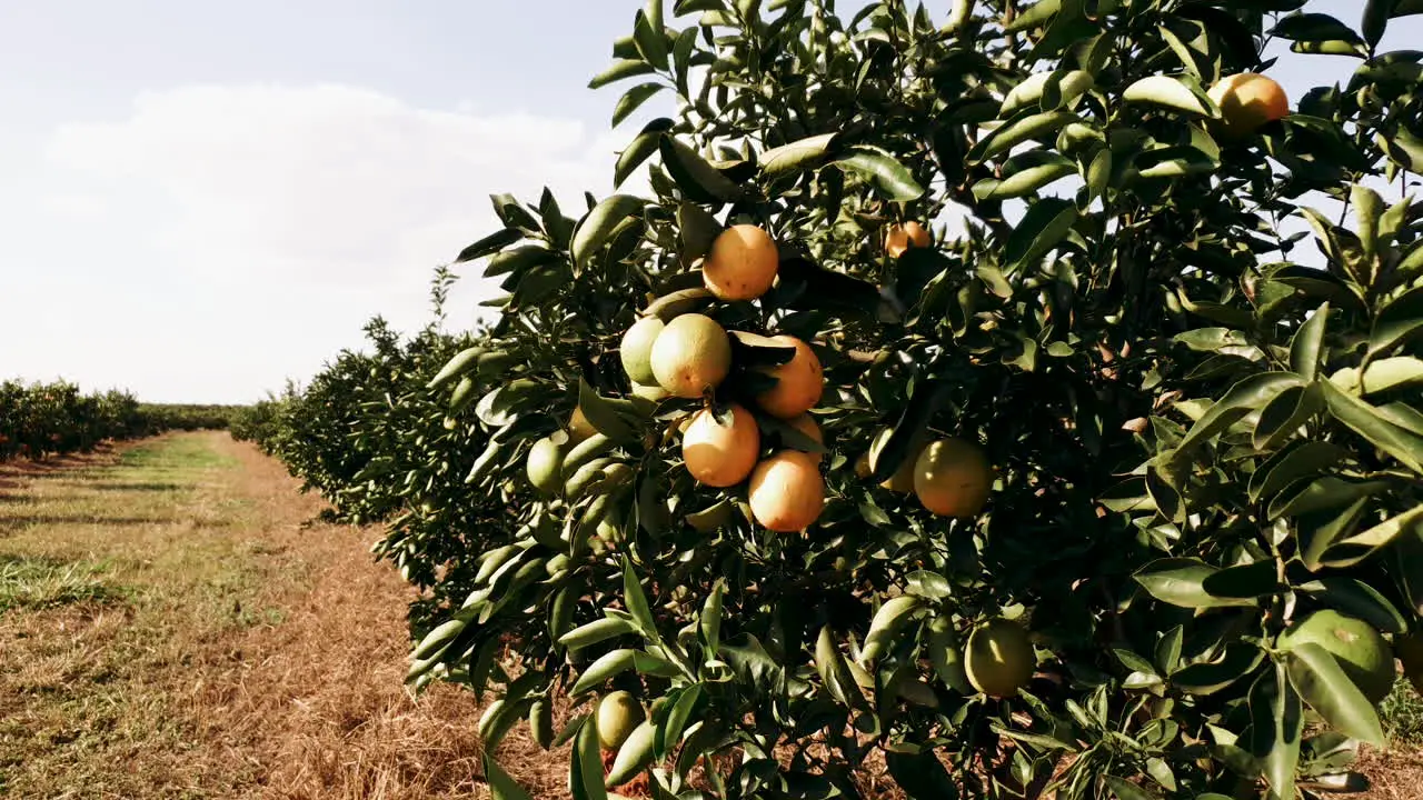 Orange orchard on a sunny day with a light breeze in Brazil