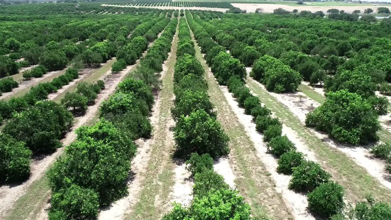 Haines City Florida Aerial view of an orange grove in Central Florida