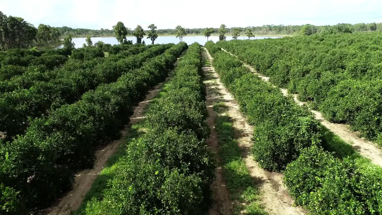 Winter Garden Florida Aerial flyover of an orange grove and pond in Central Florida