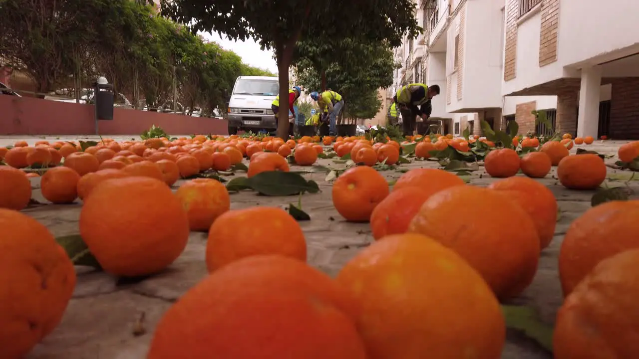 Workers collect bitter oranges on ground Tilt Down