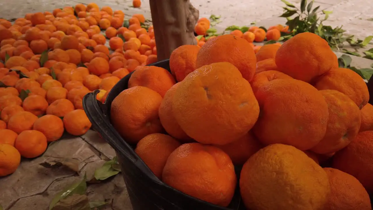 Oranges in bucket with tons of oranges on ground in background CLOSEUP