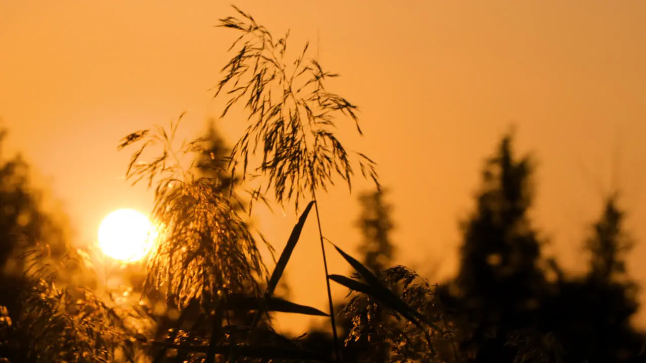 Scenic Orange Sunset Sun Disk Hides Behind Grass Reed in Silhouette