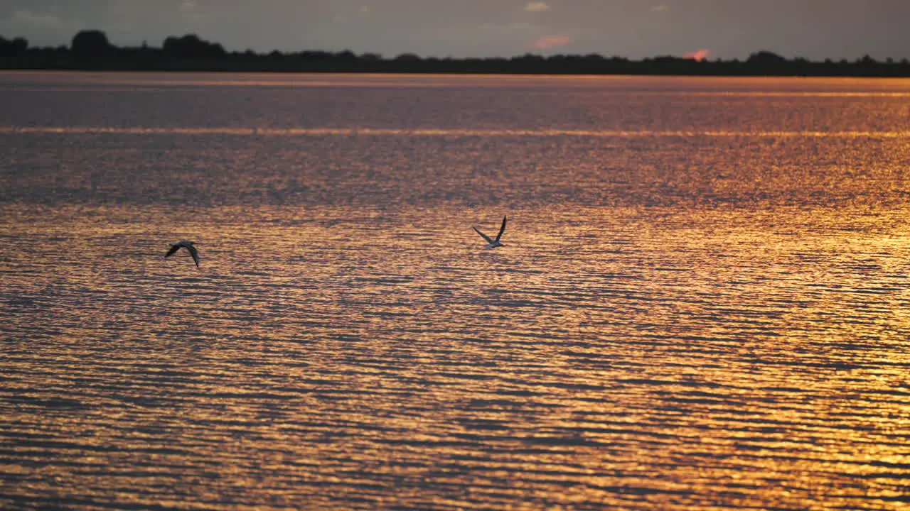 Seagulls in the distance during golden hour flying over the water