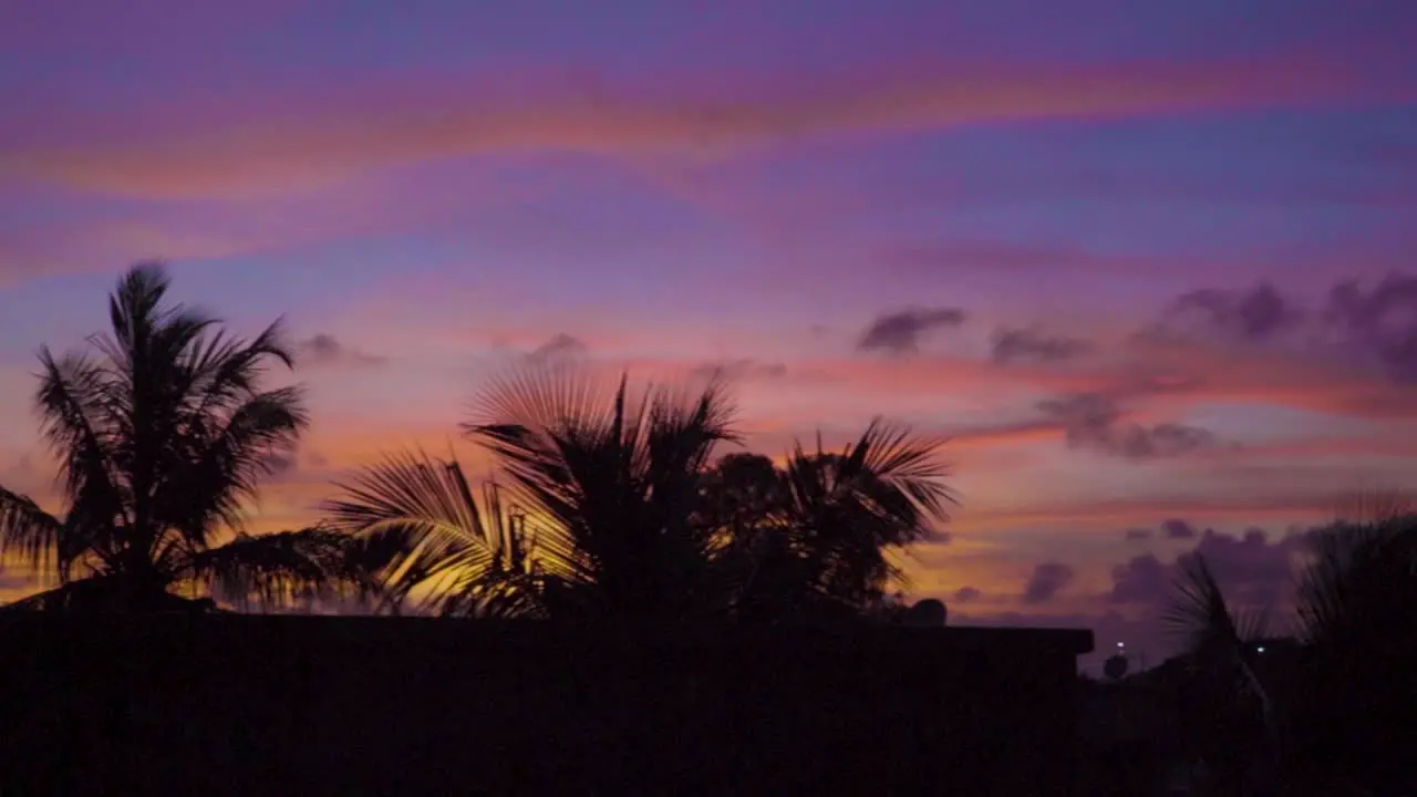 Panning shot Palm trees silhouette against idyllic sunset Sky colors Natural Environment