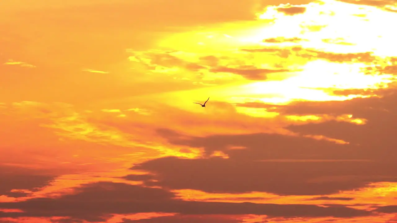 Slow motion bird flies through sunset lit clouds