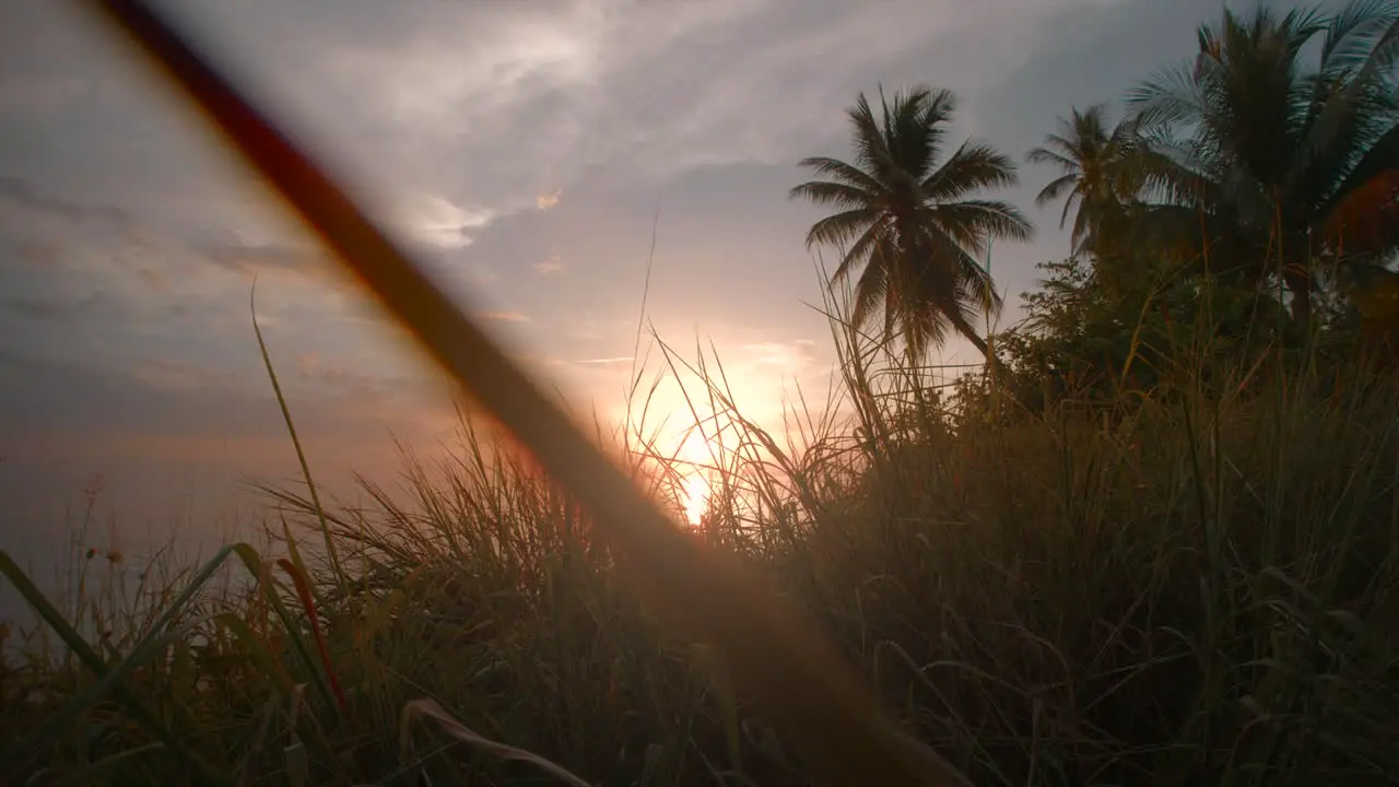 Among grass on the beach during tropical sunset