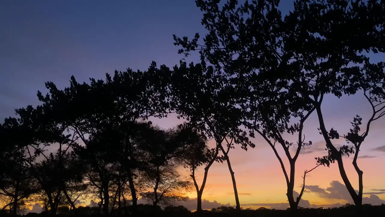 Static view of a row of trees in a striking colorful sunset