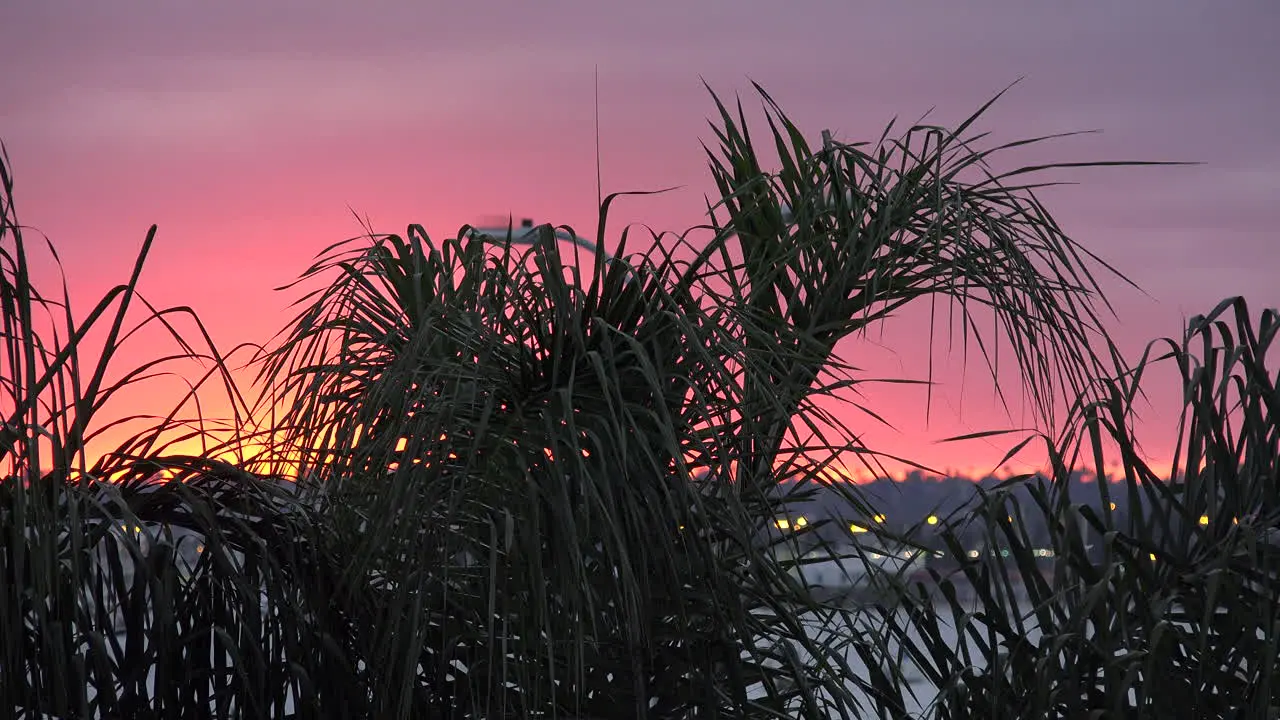 California Sunset And Palms