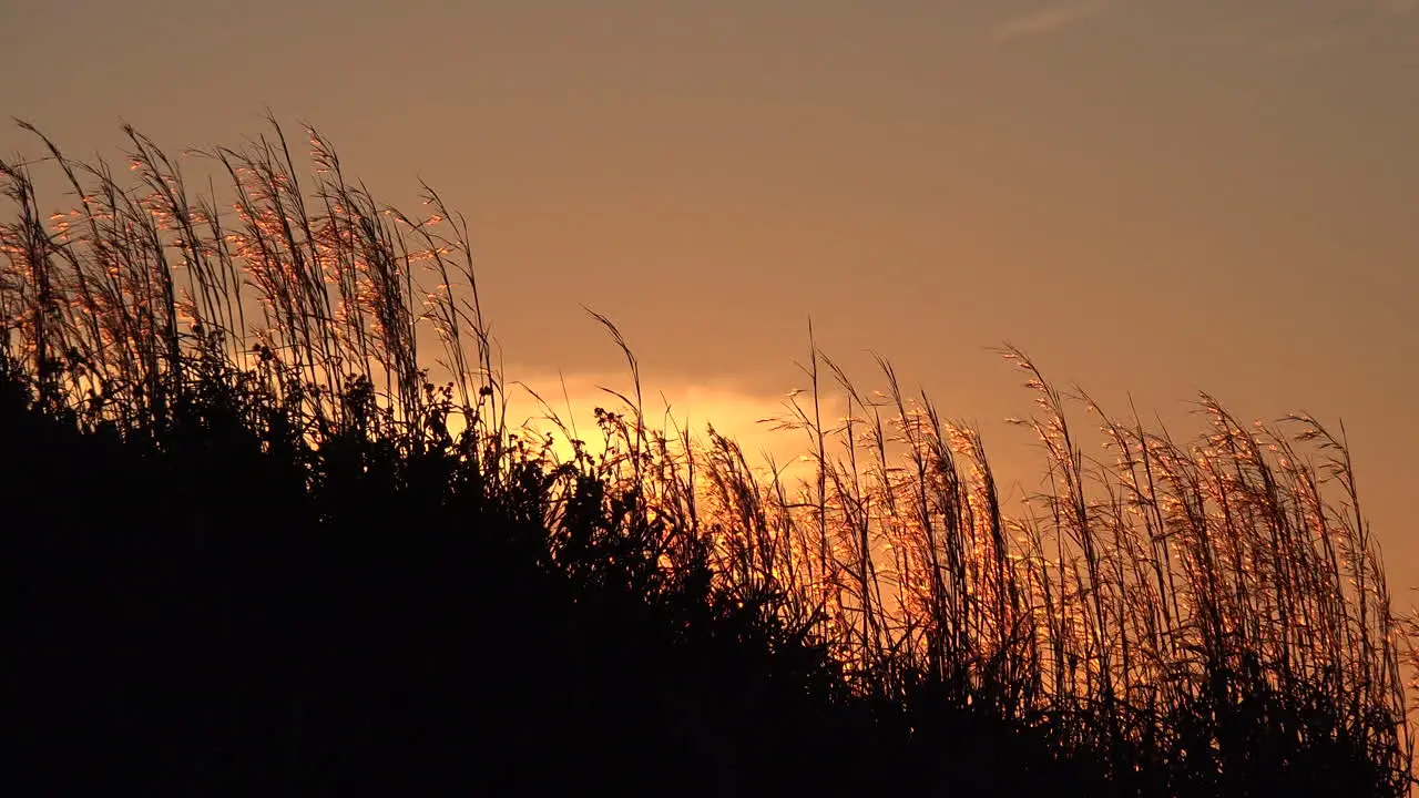 Texas Mustang Island Grass At Sunset