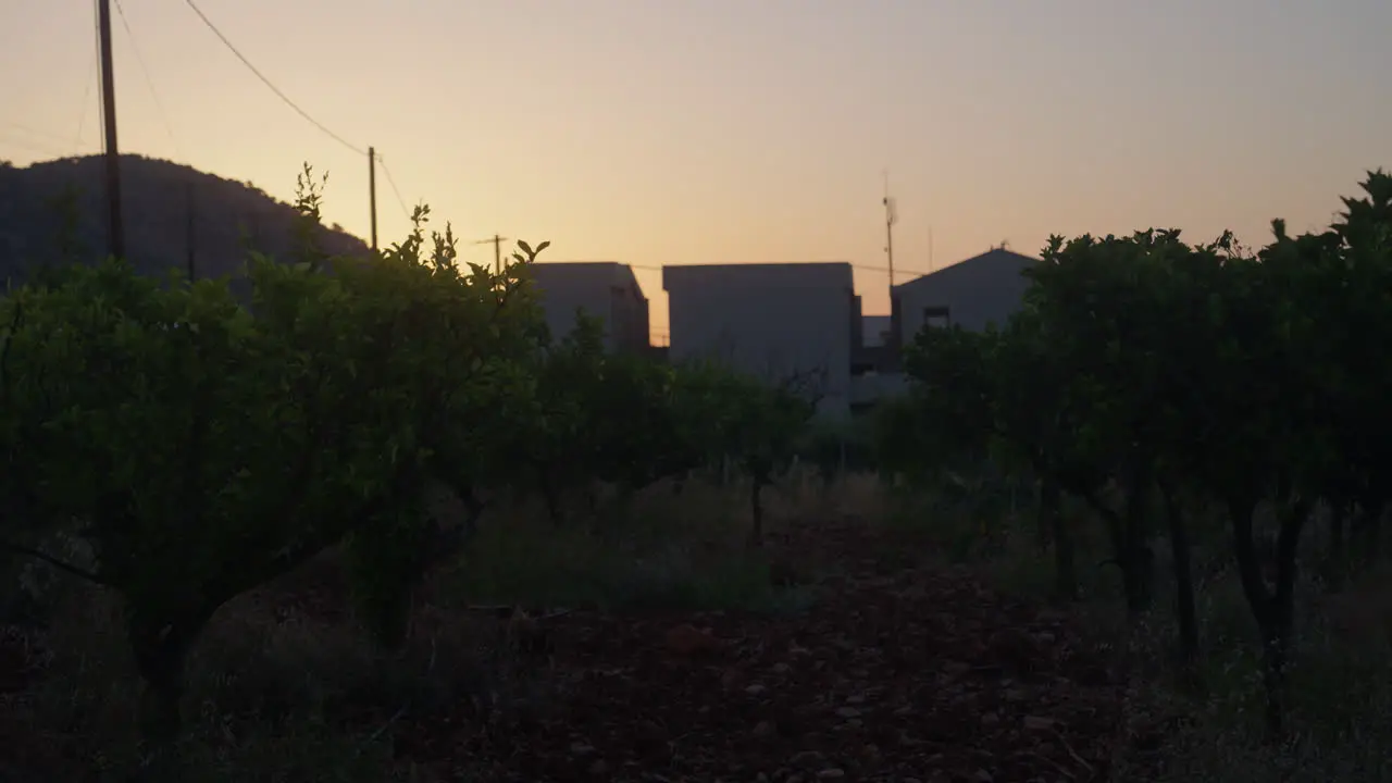 vineyard by sunset in malia creta greece