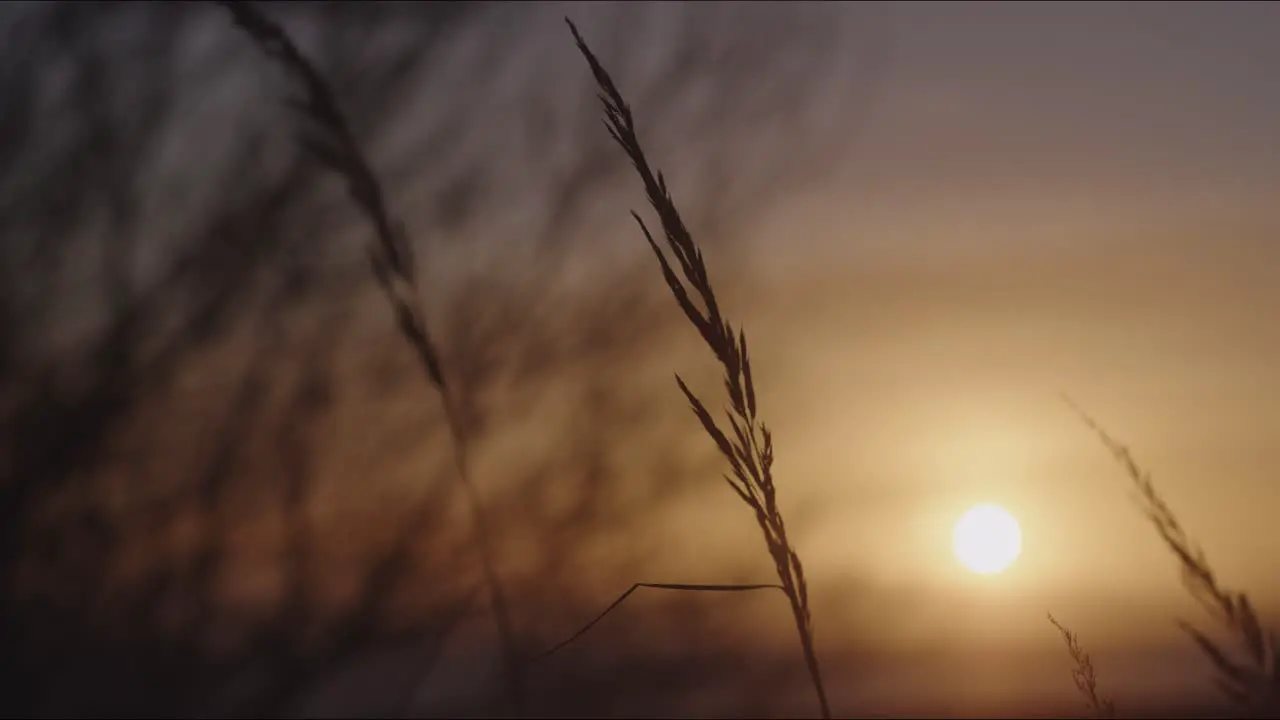 Rushes in a field on a windy weather at sunset