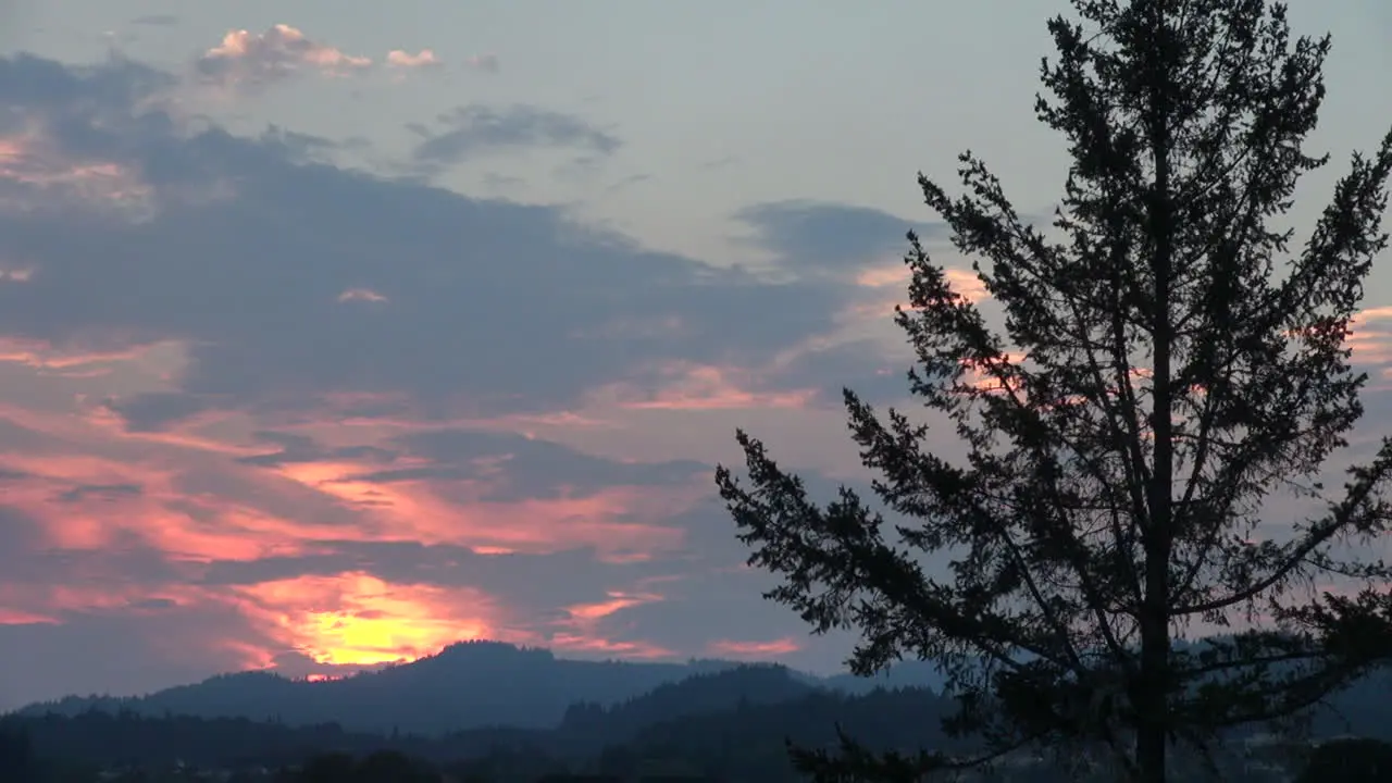 California Tree And Sunset