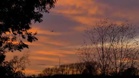 Wide Shot of Tree Branches Swaying In Wind as Military Plane Flies Past at Sunset