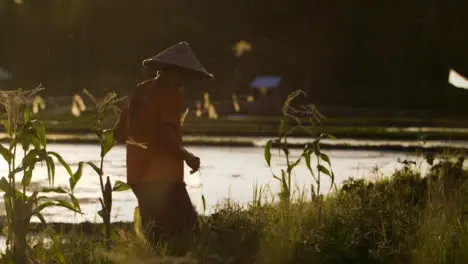 Tracking Shot of Farm Worker Working In Field at Sunset