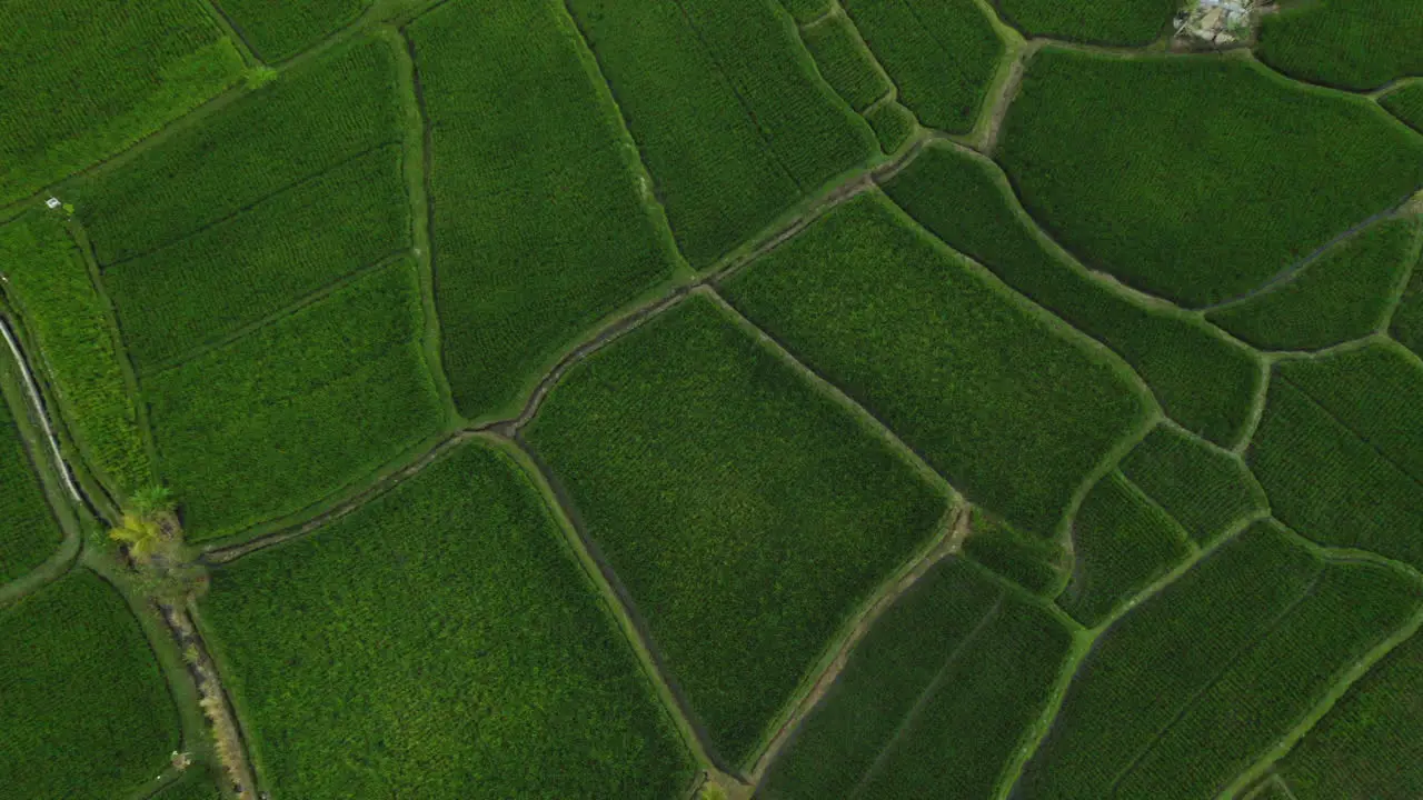 aerial view rice terraces drone flying over rice paddies agricultural farmlands crop farms of rural asia 4k