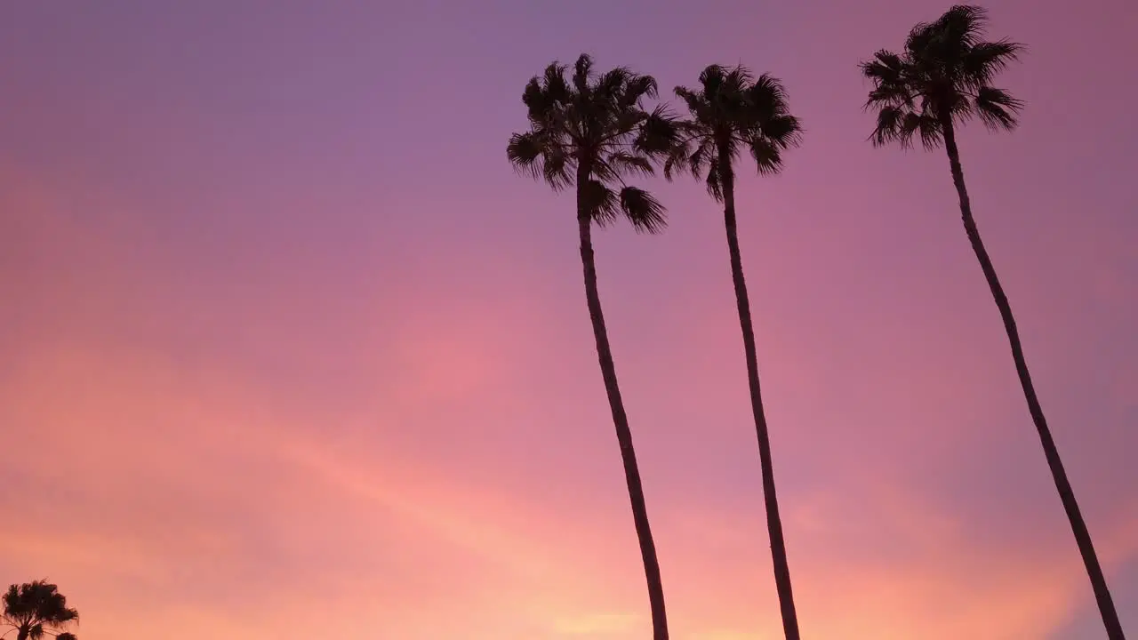 Silhouette palm trees against purple sky with miami vibes 3