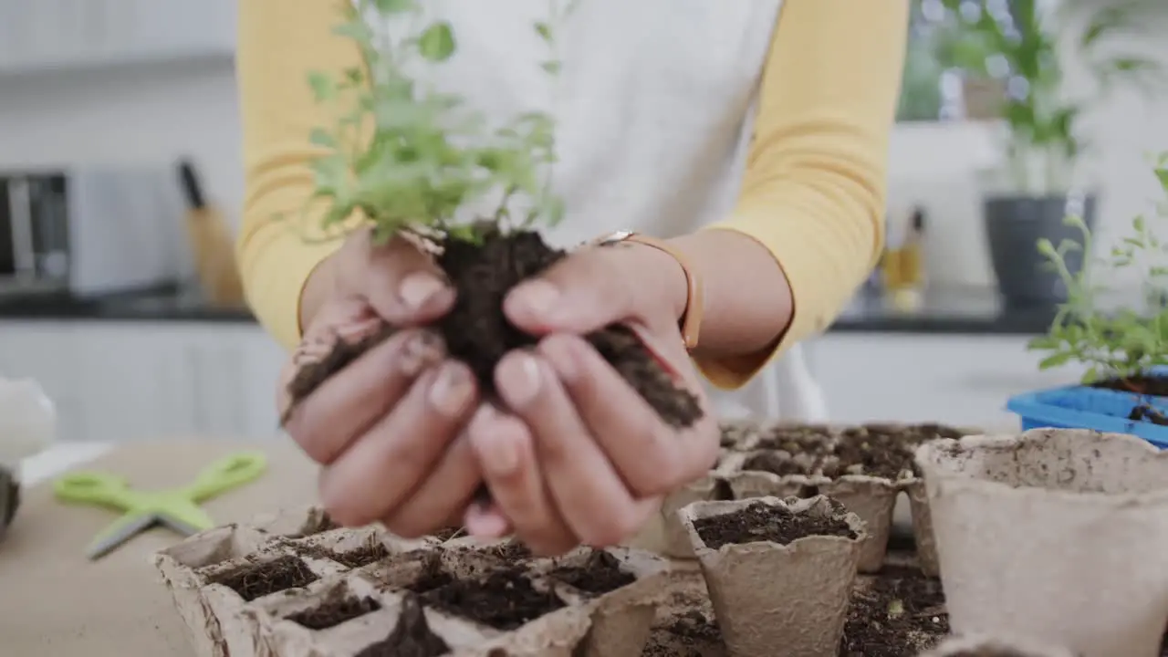 Midsection of biracial woman planting herbs in kitchen holding herb seedling in soil in slow motion