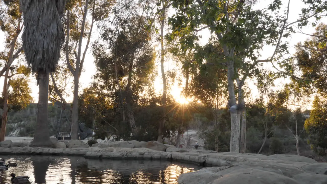 Pond during sunset with birds and ducks